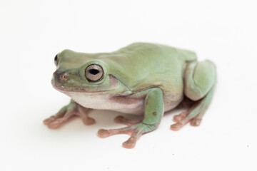 Wall Mural - close up dumpy tree frog or white's tree frog on white background