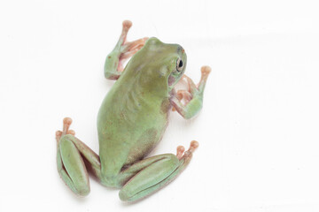 Wall Mural - close up dumpy tree frog or white's tree frog on white background