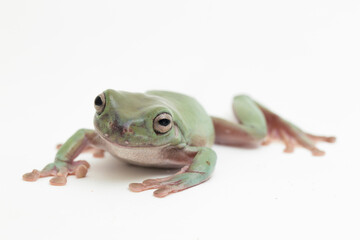 Wall Mural - close up dumpy tree frog or white's tree frog on white background