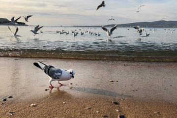 big seagull walking on sand seashore, a lot of seagulls fly above sea waves, wildlife near people