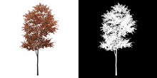 Front View Of Alder Tree. PNG With Alpha Channel To Cutout. Made From 3D Model For Compositing.