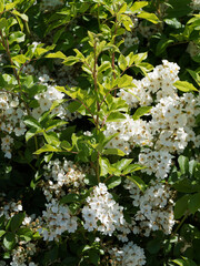 Poster - (Rosa filipes) Rosier liane ou grimpant à roses à pétales blanc crème, étamines jaune or et feuilles