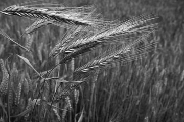 Several spikelets of ripe yellow rye on the background of the field.