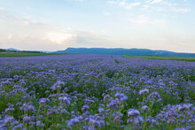 Scenic Field With Blue Flowers