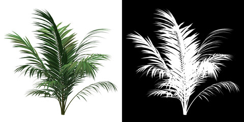 Wall Mural - Front view of Golden Cane Palm Tree. PNG with alpha channel to cutout. Made from 3D model for compositing.	