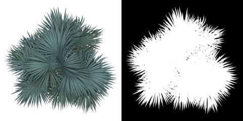 Wall Mural - Top view of Thatch Palm Tree. PNG with alpha channel to cutout. Made from 3D model for compositing.	