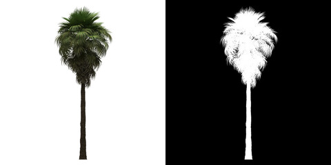 Wall Mural - Left view of California Palm Tree. PNG with alpha channel to cutout. Made from 3D model for compositing.	