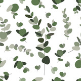 Fototapeta  - Seamless pattern of eucalyptus on white background. Botany Background for gift paper. Eucalyptus leaves pattern
