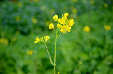 Sticker - Closeup shot of yellow ripe green mustered plant with flowers in a gard