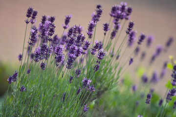 blooming lavender in a garden