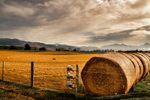 Agricultural Farmland  Country Around Geraldine, Canterbury Featuring A Long Line Of Hay Straw Bales And Sheep