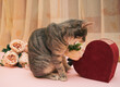 Cat holding rose in a mouth, getting ready for date. Love and Valentine's day concept. Candid shot.