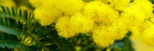 Holiday Spring Banner With Gold Mimosa Blossom. 8 March Women Day Card. Acacia Dealbata Golden Bloom. Yellow Mimosa Flower.