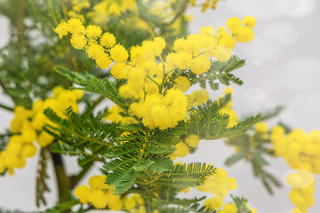 Wall Mural - Holiday spring card with gold mimosa blossom. 8 March Women Day Card. Acacia dealbata golden bloom. Yellow mimosa flower.