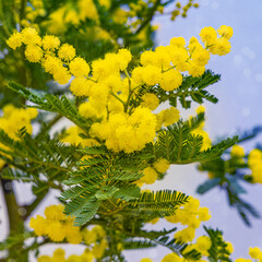 Wall Mural - Holiday spring card with gold mimosa blossom. 8 March Women Day Card. Acacia dealbata golden bloom. Yellow mimosa flower.