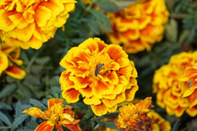 Small Bee Is Searching For Nectar On American Marigold Flowers.