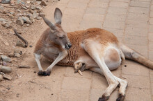 Kangaroo Resting