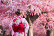 © geargodz - woman in yukata (kimono dress) looking sakura flower or cherry blossom blooming in garden