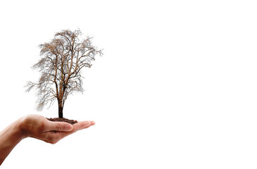 Hand holding a dry tree leafless on white background. save the earth ecology concept.