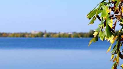 Wall Mural - Autumn foliage leaves on a tree near the blue water of a beautiful Lake Irving, with zoom in toward Bemidj, Minnesota on a sunny autumn afternoon, with focus shifing from near to far.