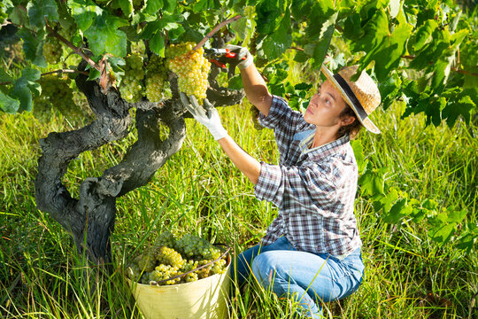 Young woman gardener in hat picking fresh grapes in sunny garden