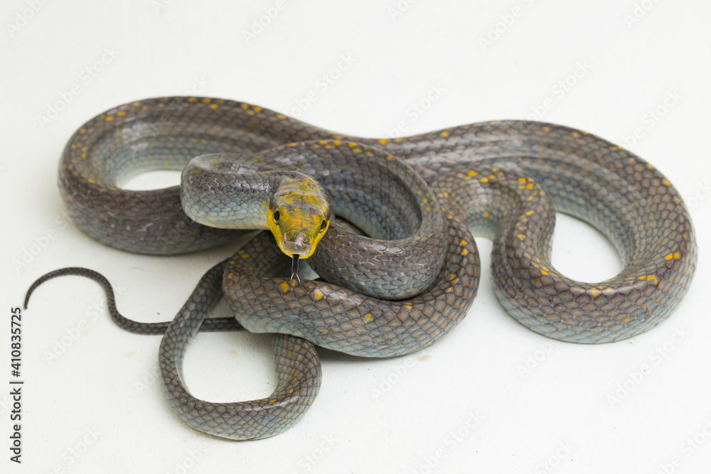 Gonyosoma oxycephalum, the arboreal ratsnake, the red-tailed green ...