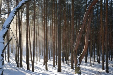 Wall Mural - Beautiful winter forest. Trees covered with snow on frosty day. Sunbeams lighten falling snow. Snow falling from trees. Winter in the woods. 