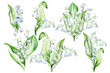 Lilies of the valley. Watercolor hand drawn illustration.