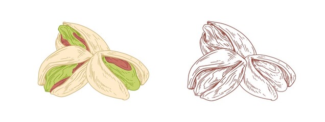 Aufkleber - Colored pistachio nuts and unpainted outlined sketch of pistaches fruits. Green kernels in nutshells. Hand-drawn vector illustration in retro style isolated on white background