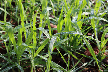 Green cereal plants covered by water drops in the field  on a sunny day. Wheat field on winter