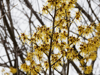 Canvas Print - Hamamélis de Chine - Hamamelis mollis - à floraison jaune arachnéenne et éclatante le long de rameaux nus à écorce gris-brun maculée de lenticelles claires