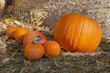 harvest of orange pumpkins