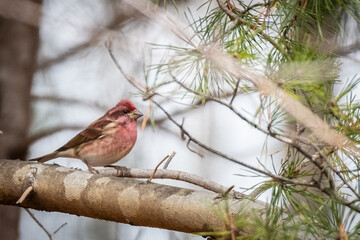 Sticker - Purple Finch in a Pine Forest