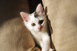 My Kitten, Paco. Turkish Angora Cat