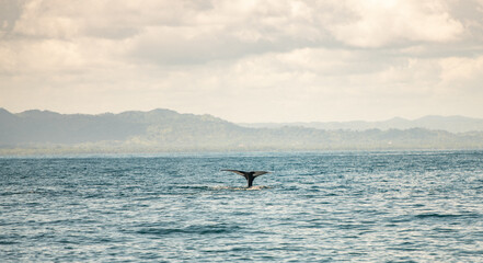 Whale tail out of the water