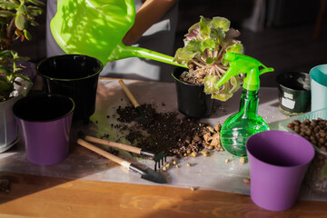 A woman transplants indoor flowers on the table. Spring transplanting of indoor plants into new pots.Care and care of freshness in the house.Close-up of a woman's hands.Garden tools, earth, irrigation