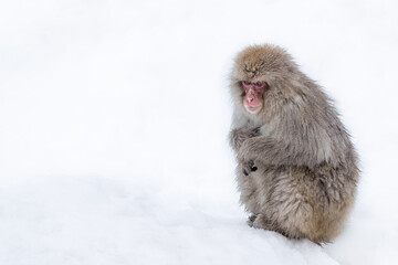 Wall Mural - japanese macaque snow monkey sat in the snow.