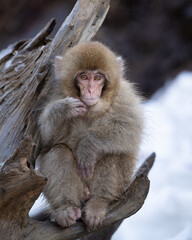 Wall Mural - japanese macaque monkey sat in a tree stump with snow in the background.