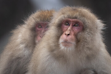 Wall Mural - two japanese macaque monkeys side by side.