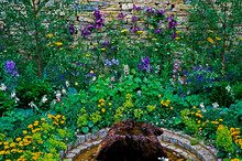 Impressive Colourful Garden Flower Combination Border With Achillea, Aquilegia, Delphiniums And Clematis