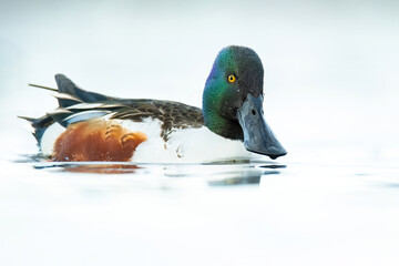 Northern shoveler (Spatula clypeata), with the beautiful blue coloured water surface. Beautiful duck with green feathers from the river in the morning mist. Wildlife scene from nature, Czech Republic