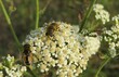 Hoverfly on white yarrow flowers in the meadow, closeup 
