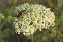 White Yarrow Flowers In The Meadow, Closeup