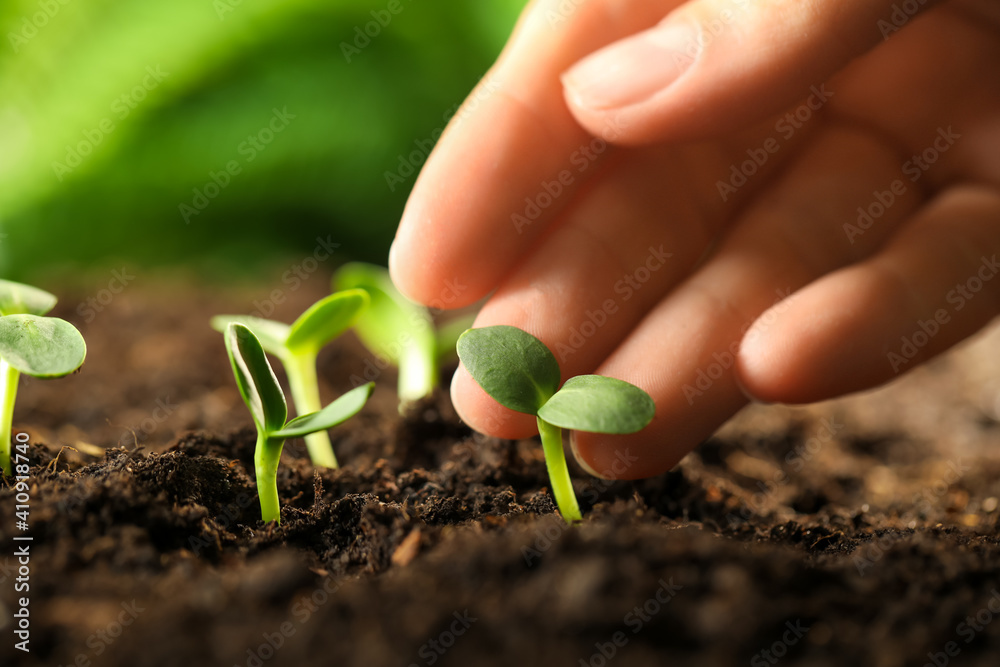 Woman examine young green seedling in soil outdoors, closeup - obrazy, fototapety, plakaty 