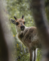 Poster - Selective focus shot of a cute small deer in a forest