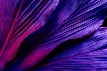 tropical leaves, dark purple foliage, botanical nature background