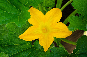 A large yellow zucchini flower on the plant
