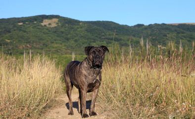 Beautiful purebred dog cane corso on nature in the field portrait