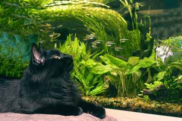 Wall Mural - Black cat watching looking at aquarium fish.