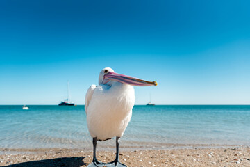 Wild Australian pelican (Pelecanus conspicillatus) standing on the shore of a beach with turquoise waters of the Indian Ocean in the background. Monkey Mia, Western Australia